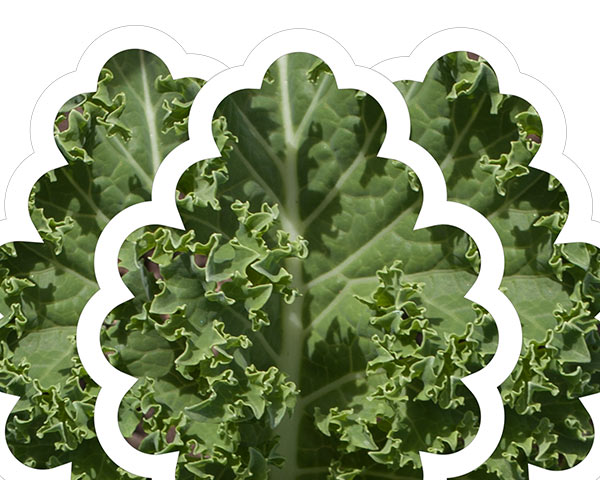 Vegetal Forms | Photo & Composition